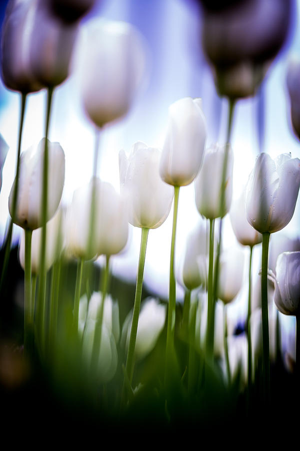 Tulip Photograph - Canopy of Tulips by Anton Tolok