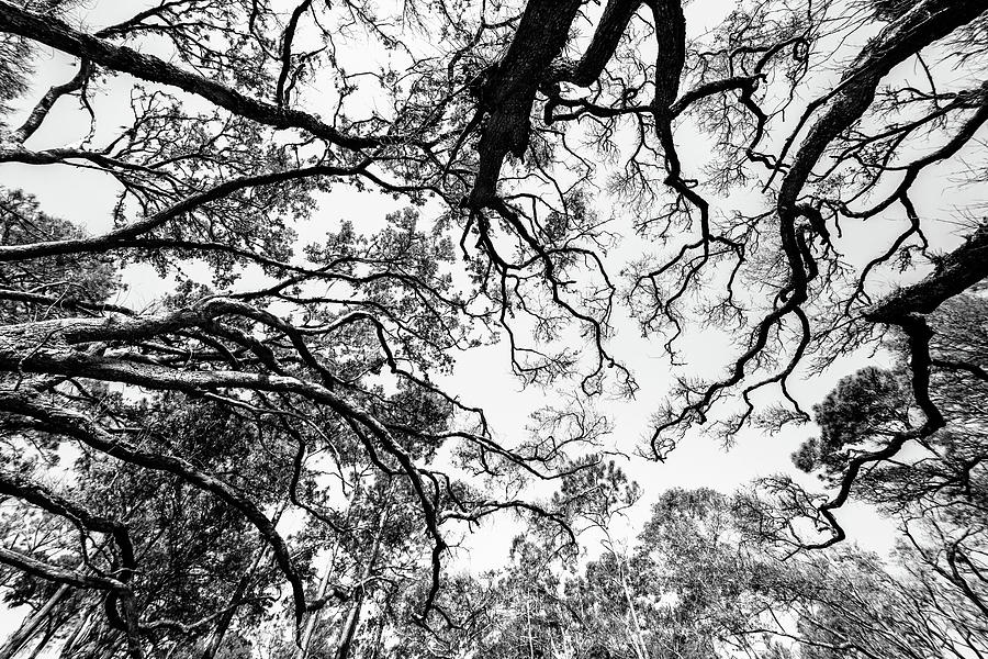 Canopy Photograph by Ray Silva