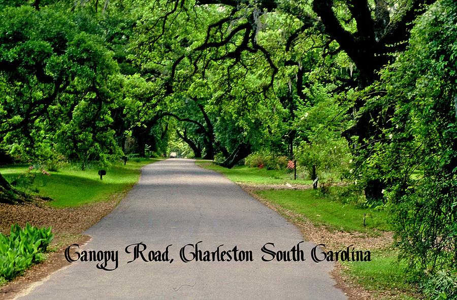 Canopy Road Photograph by Gary Wonning - Fine Art America