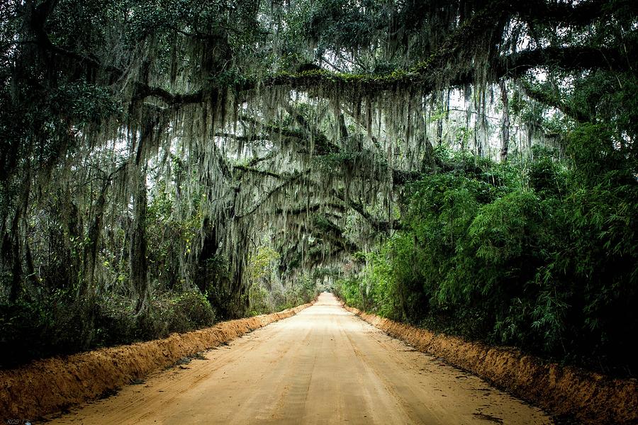 Canopy Road Photograph by Ryan Stoddard Fine Art America