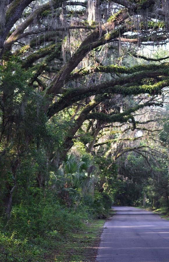 Canopy Road to Alachua Sink Photograph by Warren Thompson