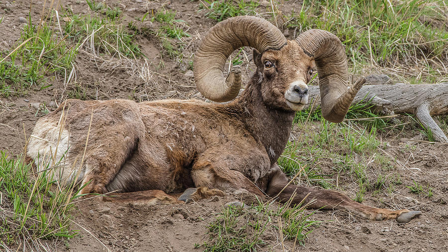 Cant A Ram Take A Nap? Photograph by Yeates Photography