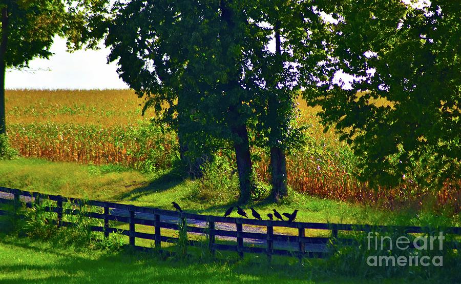 Black Birds On A Fence Photograph by Tracy Rice Frame Of Mind