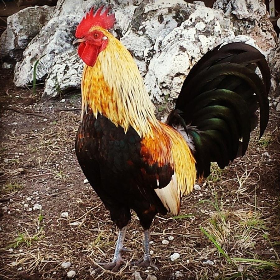 Rooster Photograph - Cant Have Photos Of Key West Without by Claudia Miller