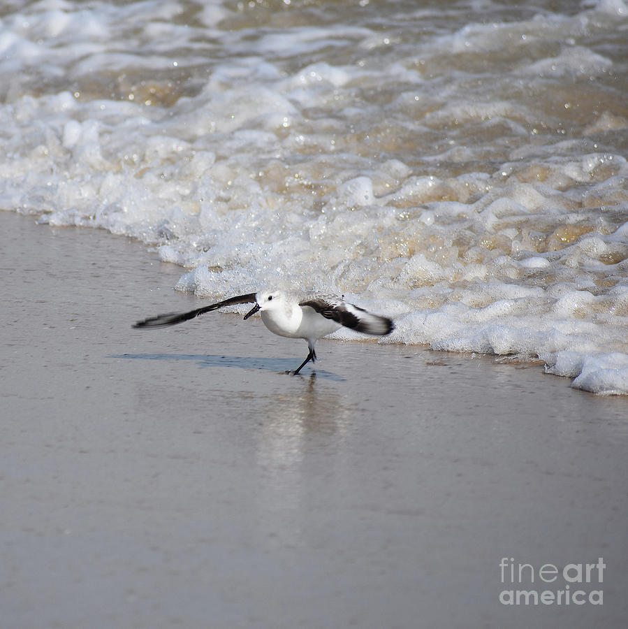 Animal Photograph - Cant Run, Gotta Fly by Skip Willits