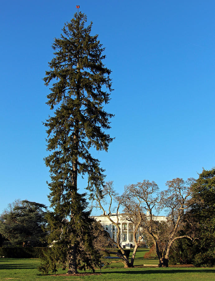 Cant See The White House For The Trees Photograph by Cora Wandel