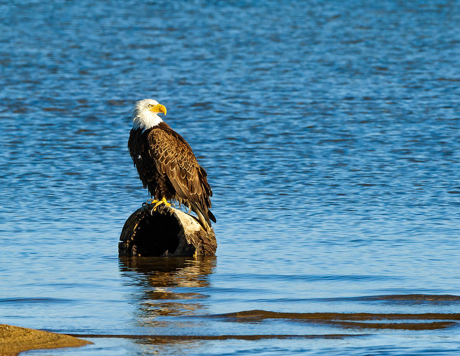 Bald Eagle Photograph - Cant Take My Eyes Off Of You by Dennis Bolton