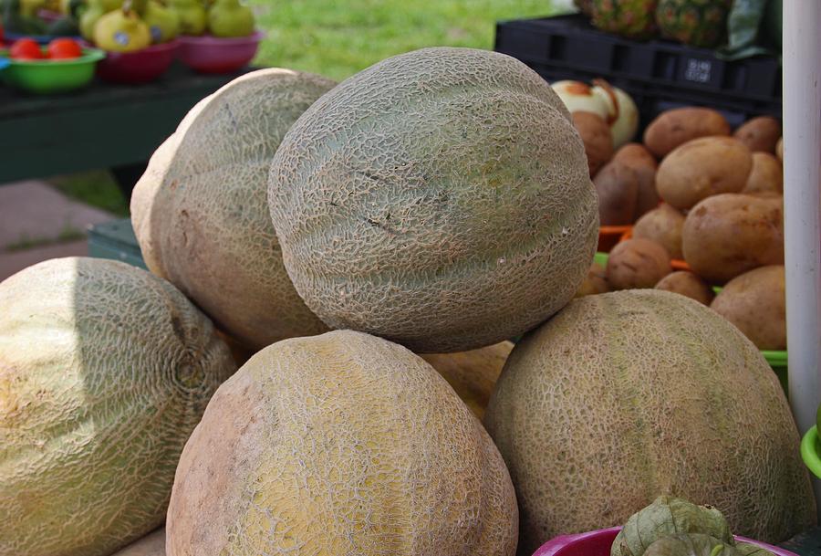 Cantaloupe I Photograph by Michiale Schneider