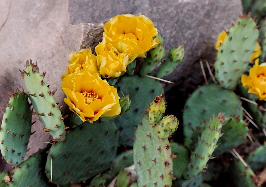 Cantankerous Cactus Photograph by Michiale Schneider