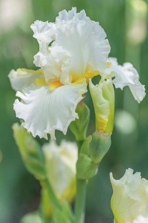  Cantor. The Beauty of Irises Photograph by Jenny Rainbow