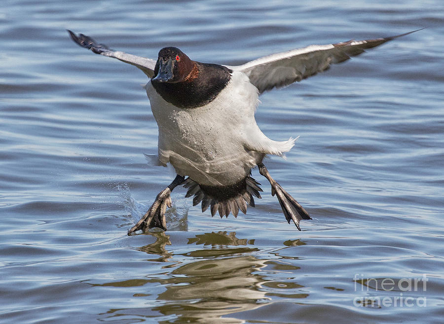 Canvasback Stop Photograph by Art Cole