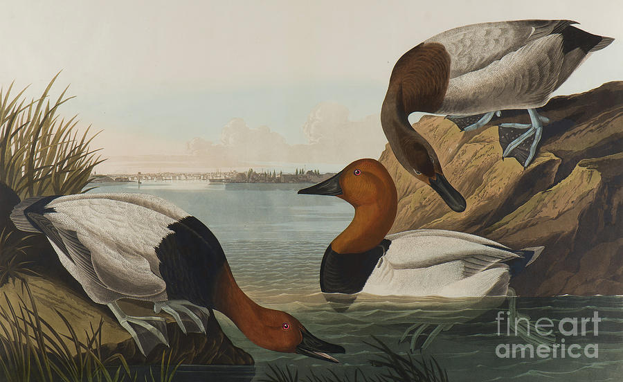 Canvas Backed Duck, 1836  Painting by John James Audubon