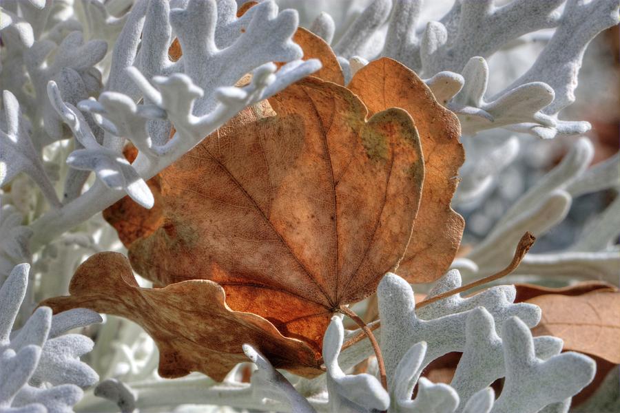Canvas Leaves Photograph by David Andersen
