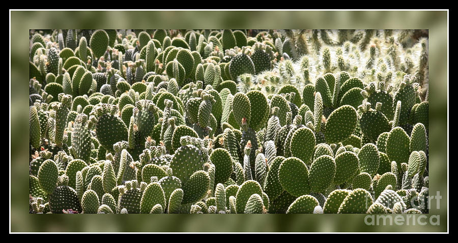 Canvas of Cacti Photograph by Carol Groenen