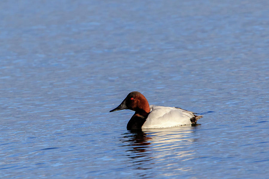Canvasback 2 Photograph by Gary Hall