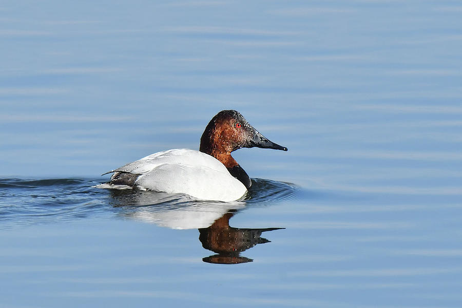 Canvasback Duck Photograph by Alan Lenk