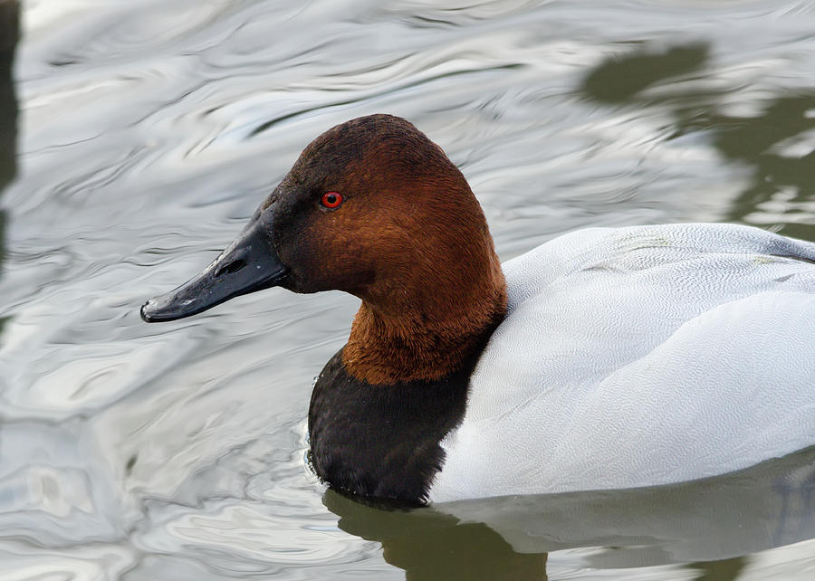 Canvasback Duck Photograph by Allen Skinner - Pixels