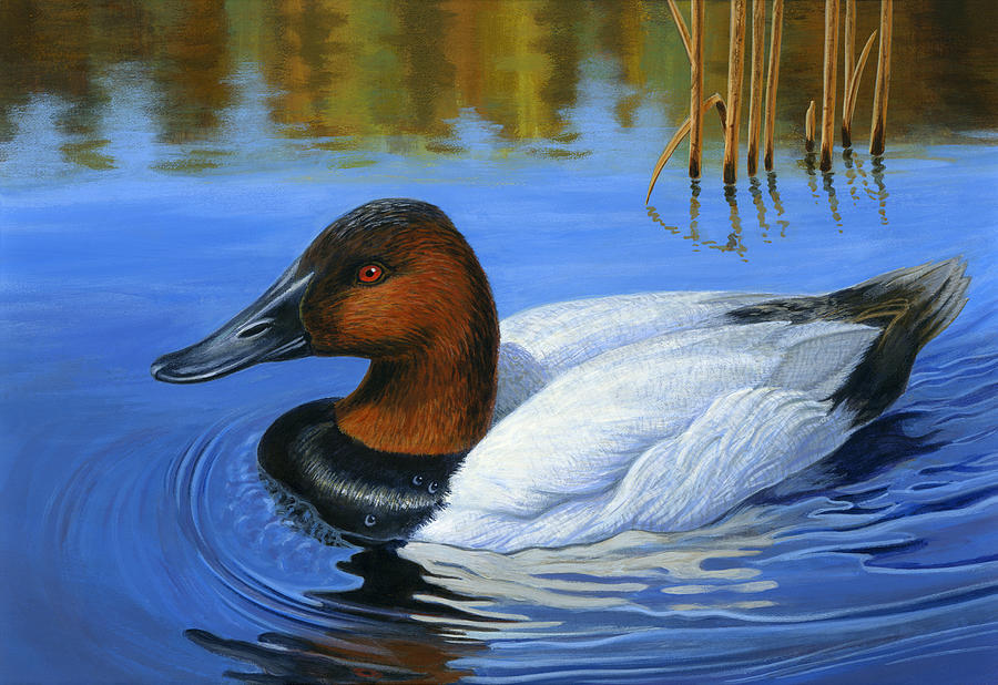 Canvasback Duck, Painting Painting by Mick Flodin - Pixels