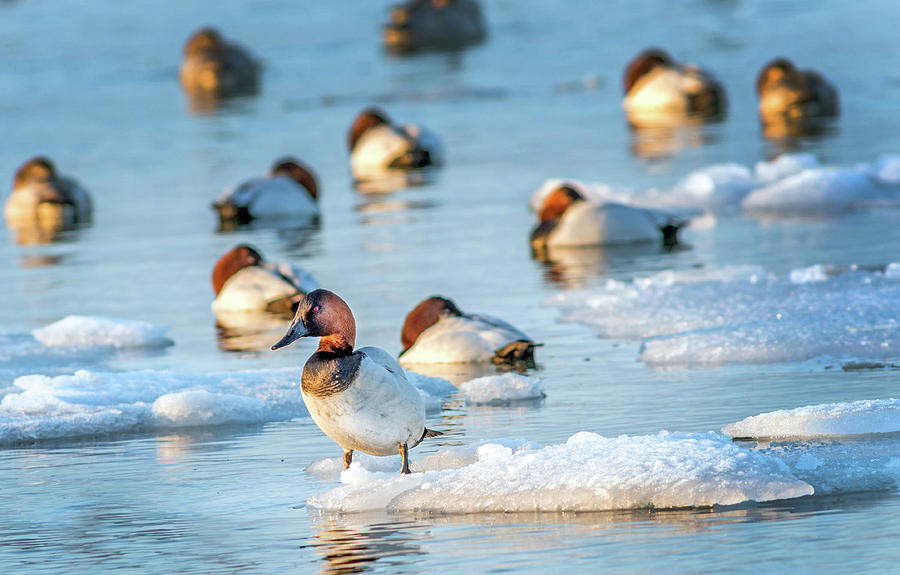 Canvasback duck standing on ice in the Chesapeake bay Photograph by Patrick Wolf