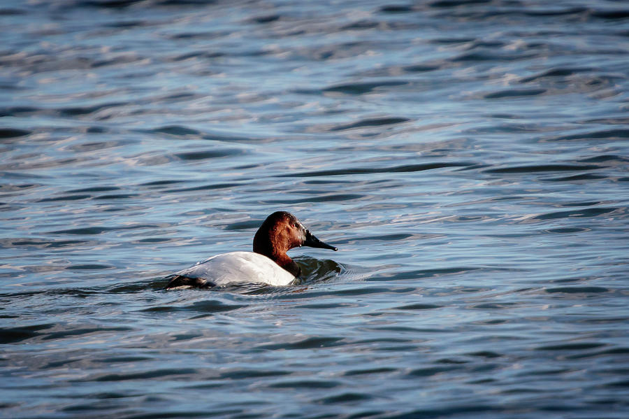 Canvasback Photograph by Gary Hall