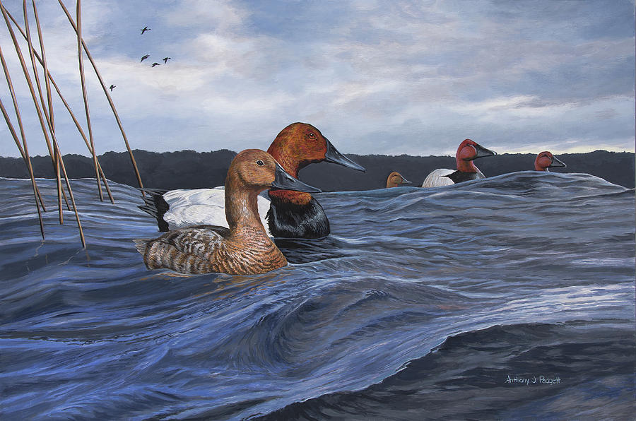 Canvasbacks Painting by Anthony J Padgett