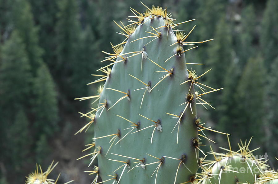Canyon Cactus Photograph