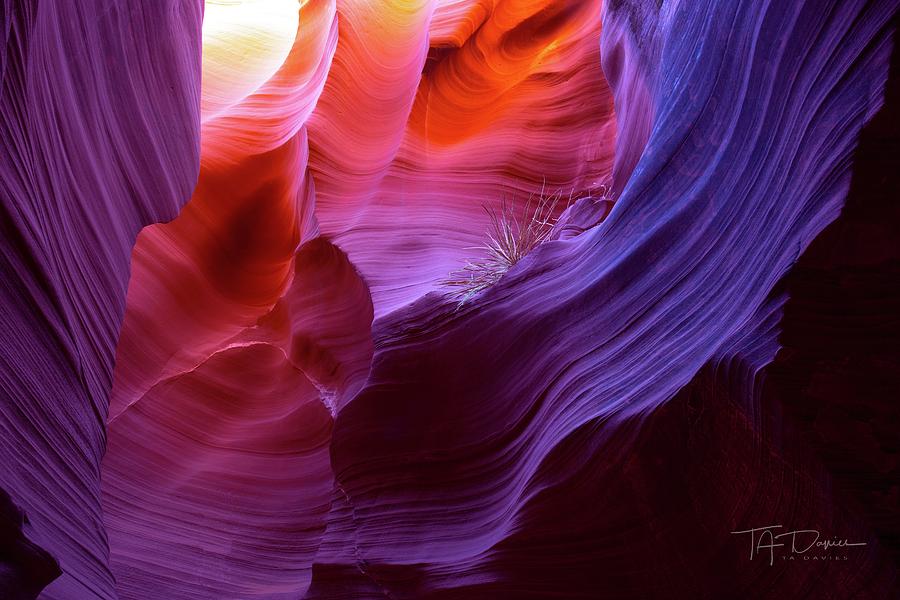 Canyon Color by T A Davies Canyon Color by T A Davies