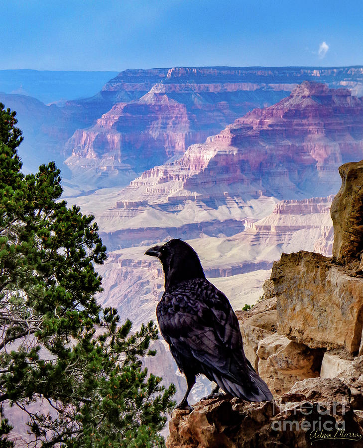 Canyon Crow Photograph by Adam Morsa