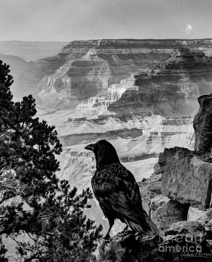 Canyon Crow, Black and White Photograph by Adam Morsa