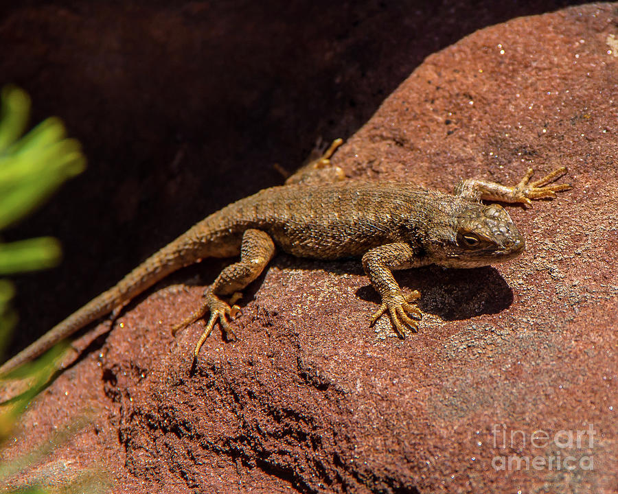 Canyon De Chelly Lizard Photograph by Stephen Whalen