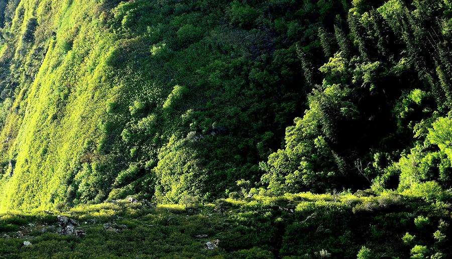 Spring Photograph - Canyon Side 2 by Jerry Sodorff