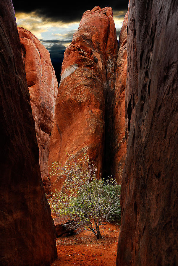 Canyon Tree Photograph by Harry Spitz