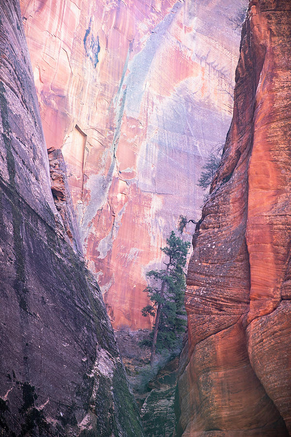 Canyon Tree Photograph