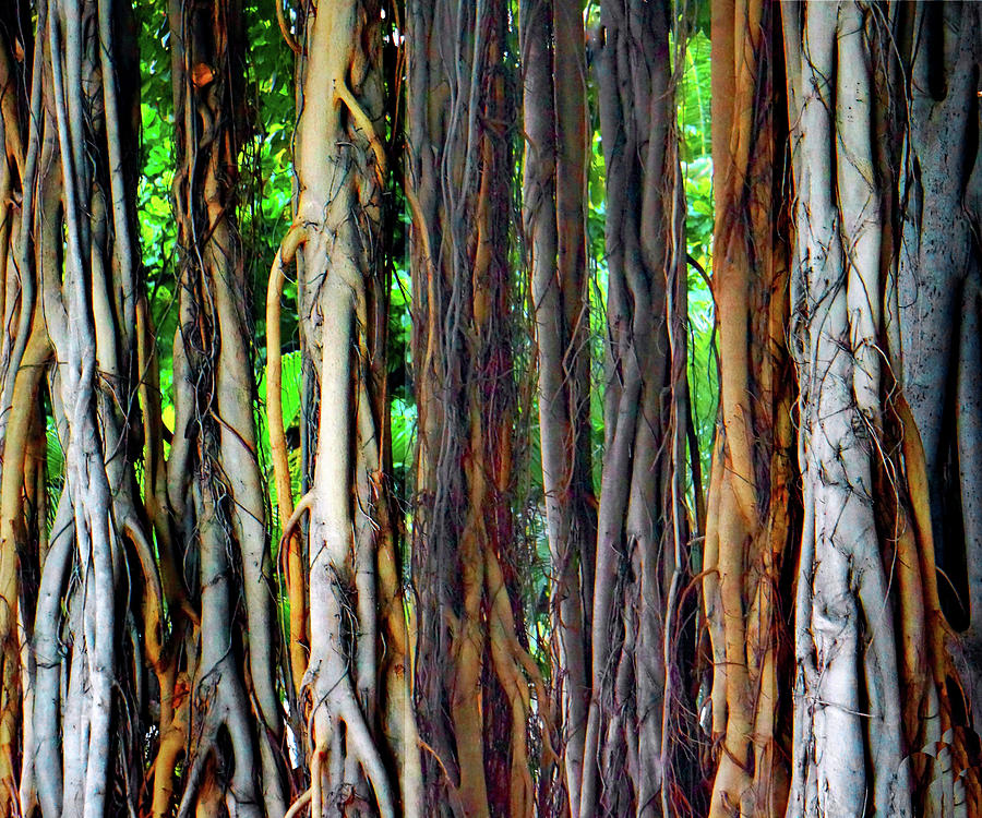 Tree Photograph - Banyon Trees by Irene Bacchi