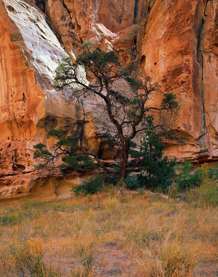 Canyon View With Tree Photograph by Paul Breitkreuz