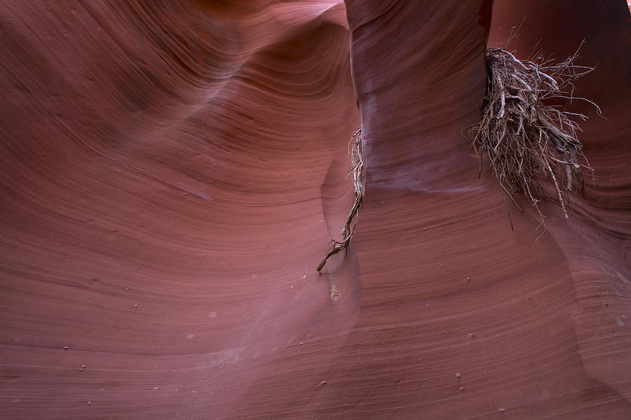 Canyon wall Photograph by Jeff Shumaker
