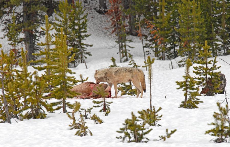 Canyon Wolf on Elk Kill Photograph by Dennis Hammer