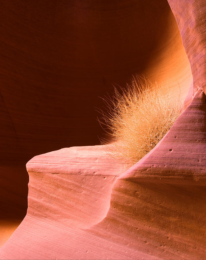 Canyon X - Navajo Lands Photograph by Carl Amoth