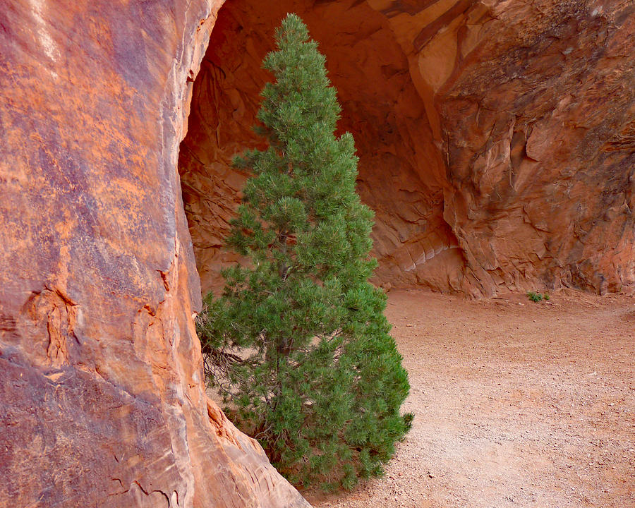 Canyonlands Christmas Tree Photograph by Lawrence S Richardson Jr