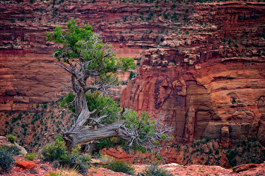 Nature Photograph - Canyonlands Juniper by Rick Berk
