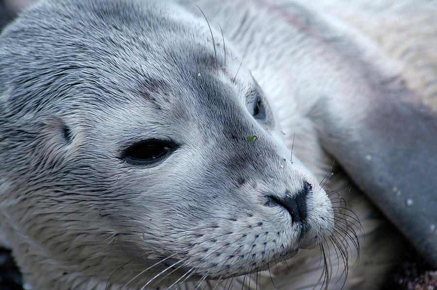 Cape Ann Seal Photograph by Mike Martin