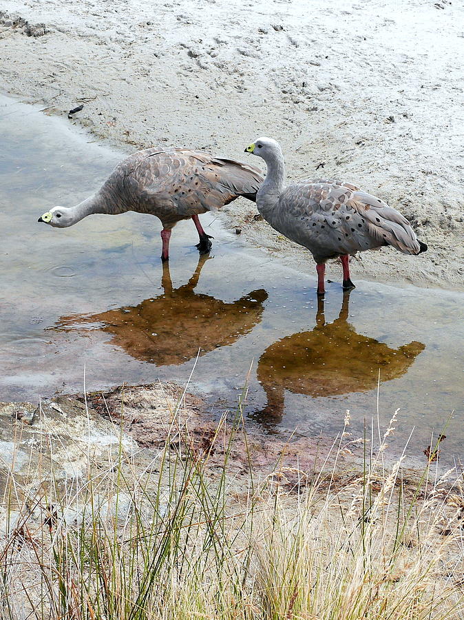Cape Baron Geese on Maria Island 2 Photograph by Lexa Harpell