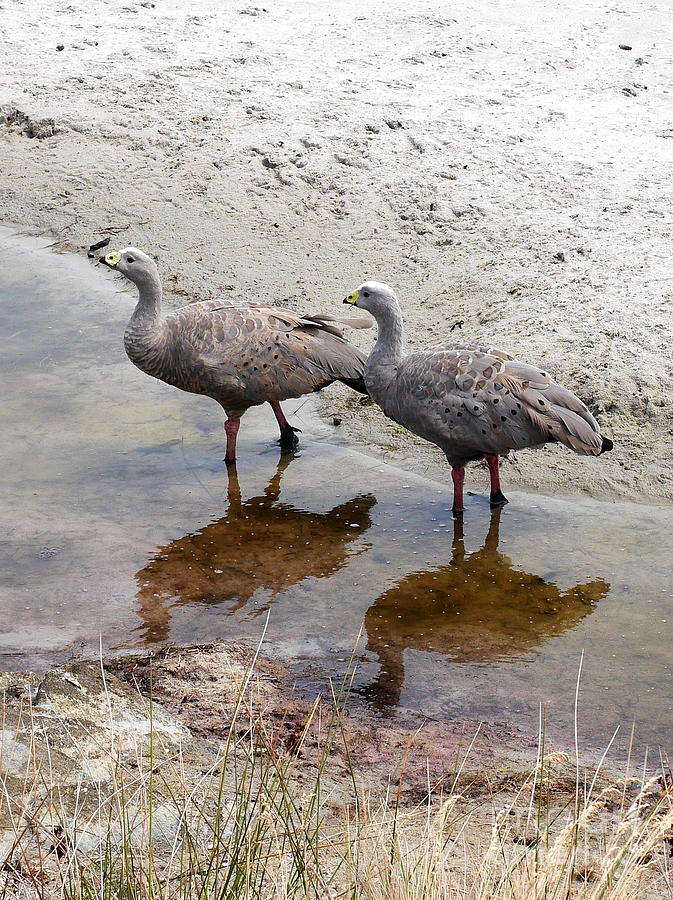 Cape Baron Geese on Maria Island Photograph by Lexa Harpell