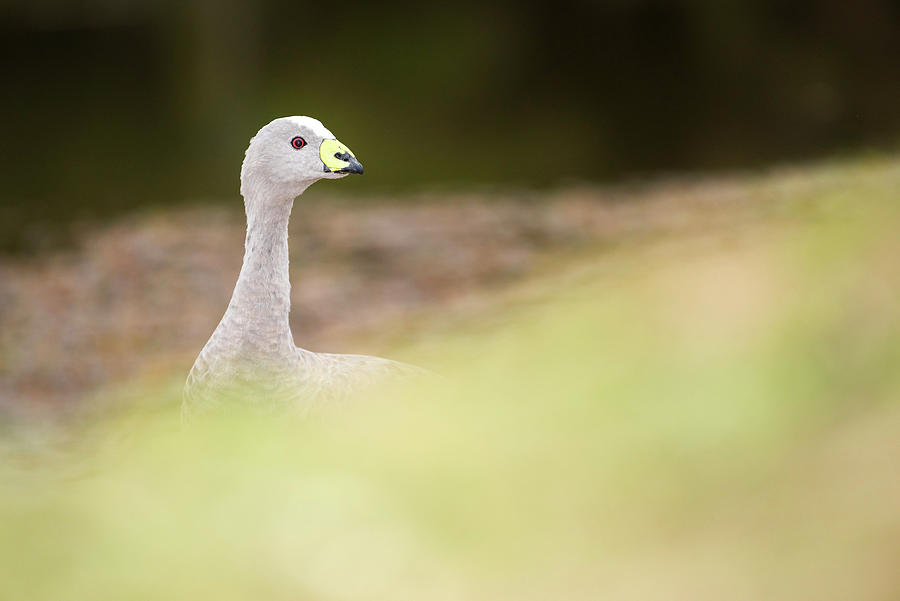 Cape Barren Goose 1296 Photograph by Stephen Reid