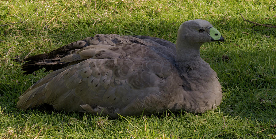 Goose Photograph - Cape Barren Goose2 by Tania Read