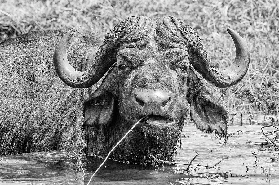 Cape Buffalo Photograph by Alan Bland