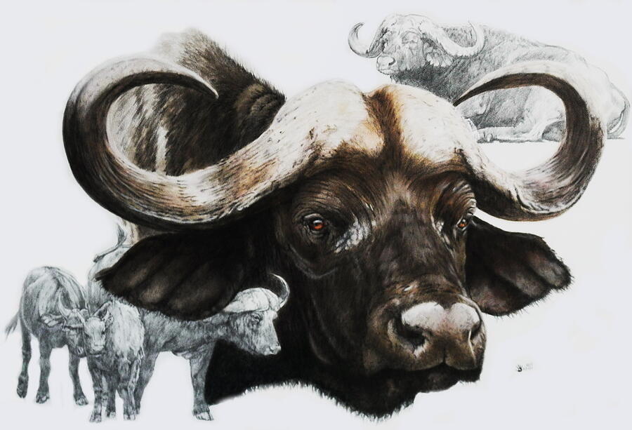 Cape Buffalo of South Africa Mixed Media by Barbara Keith