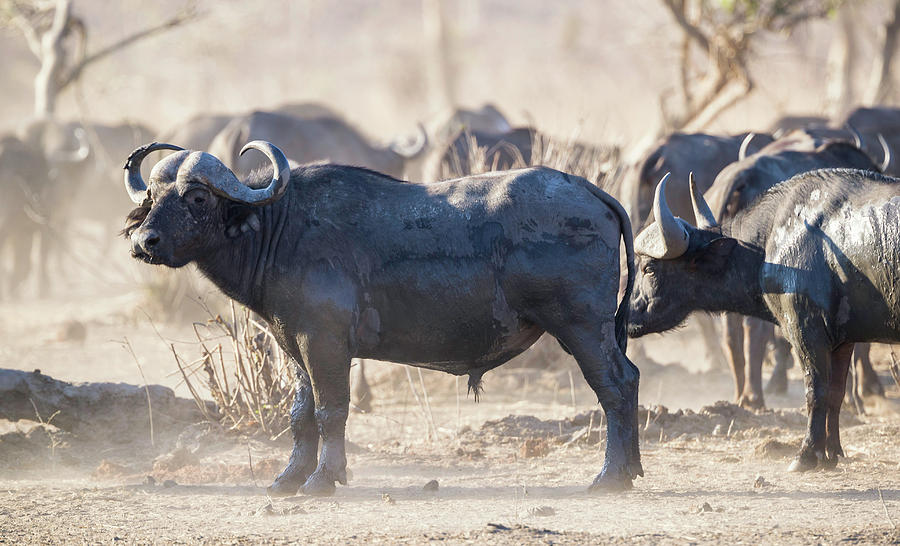 Cape Buffalo Bull Photograph by Fran Gallogly