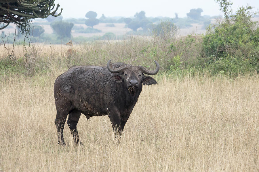 Cape buffalo eating grass in Queen Elizabeth National Park, Ugan Photograph by Karen Foley