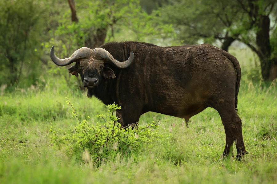 Cape buffalo facing camera in grassy clearing Photograph by Ndp - Fine ...